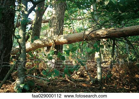 Fallen tree trunk in forest View Large Photo Image Stock Image - Fallen tree trunk in forest. Fotosearch