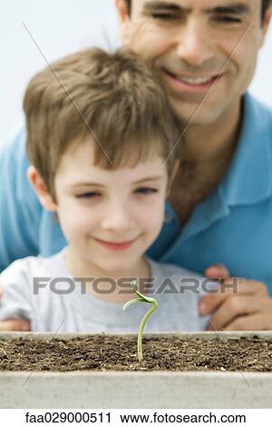 Father and son looking at plant seedling together View Large Photo Image Stock Image - Father and son looking at plant seedling together. Fotosearch