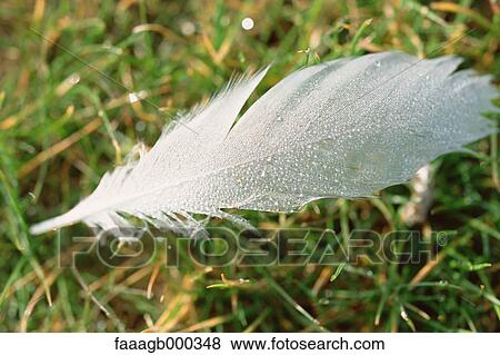 Feather View Large Photo Image Stock Photo - Feather. Fotosearch