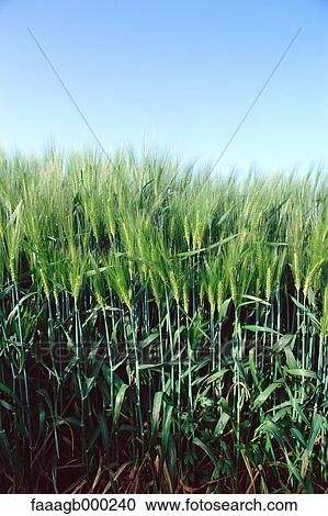 Field of barley View Large Photo Image Stock Image - Field of barley. Fotosearch