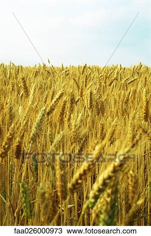 Field of wheat View Large Photo Image Stock Image - Field of wheat. Fotosearch