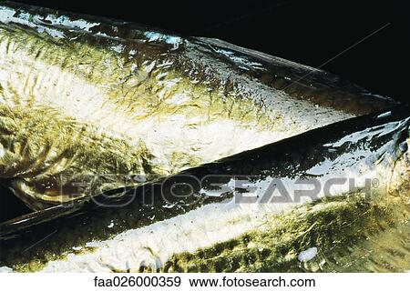 Fish, extreme close-up View Large Photo Image Stock Photo - Fish, extreme close-up. Fotosearch
