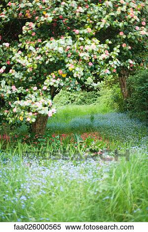 Flowering tree in meadow View Large Photo Image Stock Photography - Flowering tree in meadow. Fotosearch