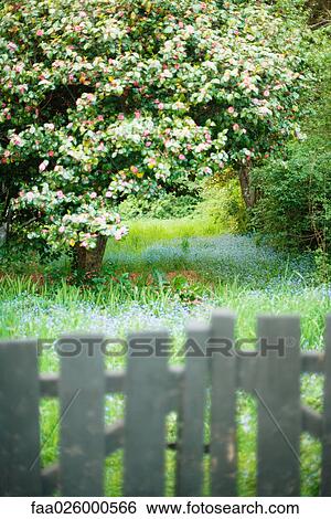 Flowering tree in meadow, wooden fence in foreground View Large Photo Image Stock Photograph - Flowering tree in meadow, wooden fence in foreground. Fotosearch