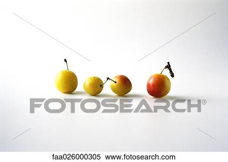 Four mirabelle plums in a row View Large Photo Image Stock Photography - Four mirabelle plums in a row. Fotosearch