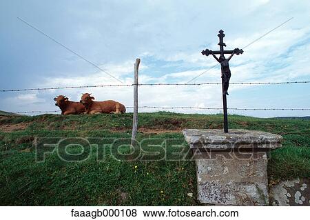 Stock Photo - France, Auvergne, cows lying in field and crucifix. Fotosearch