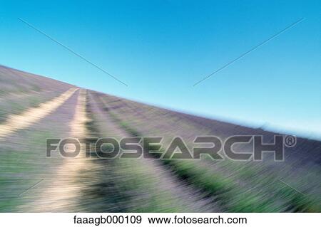 France, Provence, field of lavender View Large Photo Image Stock Photo - France, Provence, field of lavender. Fotosearch