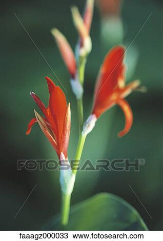 Freesia View Large Photo Image Stock Image - Freesia. Fotosearch