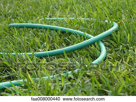 Stock Image - Garden hose lying in grass. Fotosearch