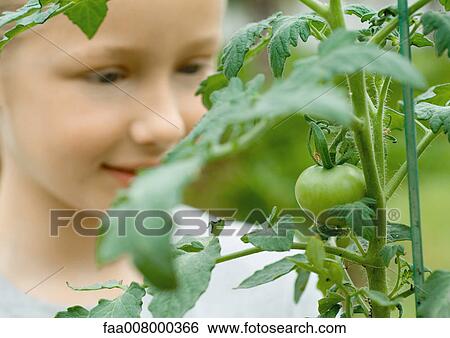 Girl looking at tomato growing View Large Photo Image Stock Photograph - Girl looking at tomato growing. Fotosearch