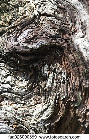 Gnarled tree stump, extreme close-up View Large Photo Image Stock Photo - Gnarled tree stump, extreme close-up. Fotosearch