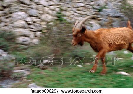 Stock Photo - Goat, blurred. Fotosearch