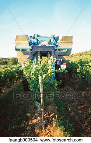 Picture - Grape harvest. Fotosearch
