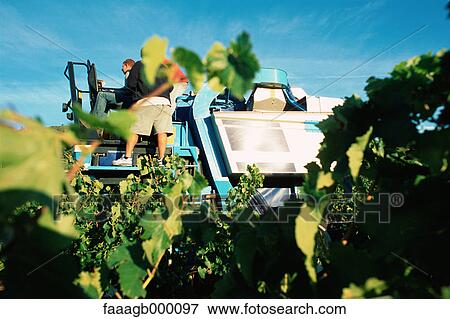 Grape harvest View Large Photo Image Stock Photo - Grape harvest. Fotosearch