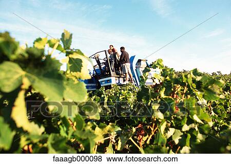 Grape harvest View Large Photo Image Stock Photo - Grape harvest. Fotosearch