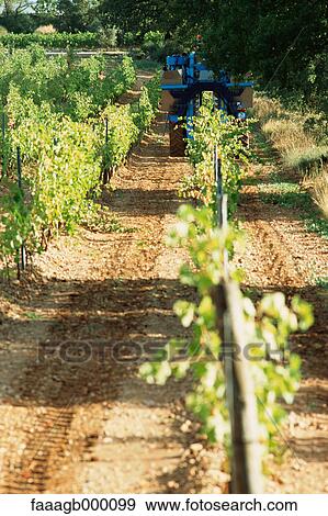 Grape harvest View Large Photo Image Stock Photo - Grape harvest. Fotosearch