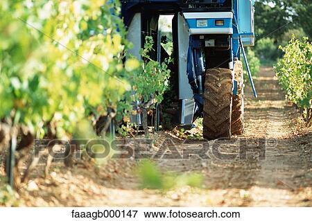 Grape harvest View Large Photo Image Stock Photo - Grape harvest. Fotosearch