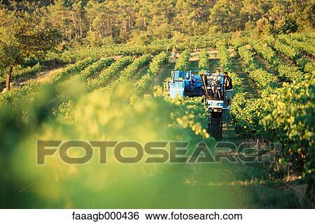 Grape harvest View Large Photo Image Stock Photograph - Grape harvest. Fotosearch