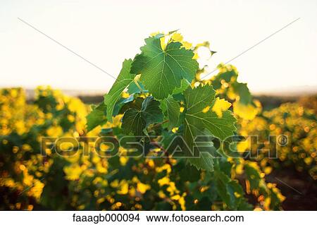 Grapevine View Large Photo Image Picture - Grapevine. Fotosearch