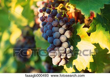 Grapevine View Large Photo Image Stock Image - Grapevine. Fotosearch