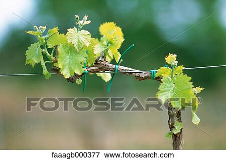 Grapevine View Large Photo Image Stock Photo - Grapevine. Fotosearch