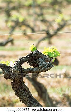 Grapevine View Large Photo Image Stock Photography - Grapevine. Fotosearch