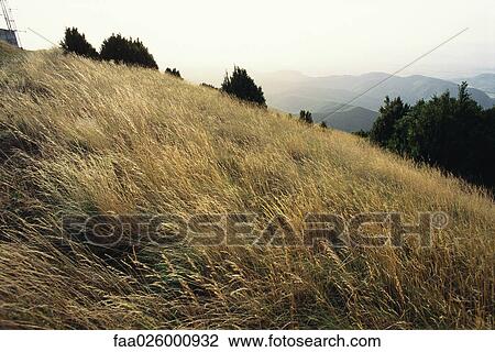 Grassy hillside, mountains in the distance View Large Photo Image Stock Image - Grassy hillside, mountains in the distance. Fotosearch