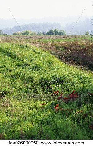 Grassy meadow, cultivated field in background View Large Photo Image Stock Image - Grassy meadow, cultivated field in background. Fotosearch