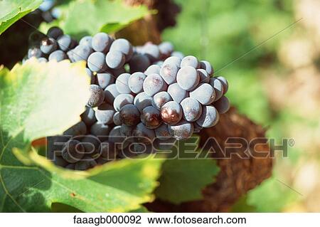 Grenache grapes View Large Photo Image Stock Image - Grenache grapes. Fotosearch