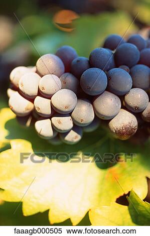 Grenache grapes View Large Photo Image Stock Photography - Grenache grapes. Fotosearch
