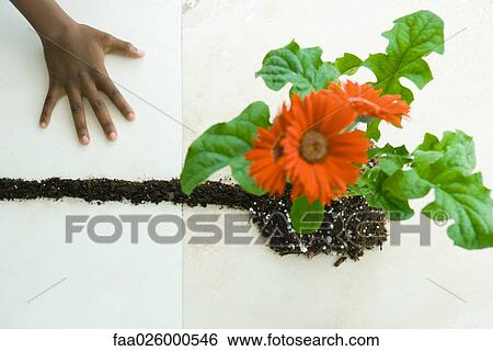 Stock Photograph - Hand next to gerbera daisies and line of soil, viewed from directly above. Fotosearch