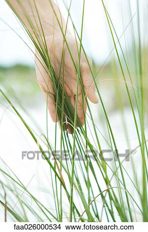 Hand touching dune grass, close-up View Large Photo Image Picture - Hand touching dune grass, close-up. Fotosearch