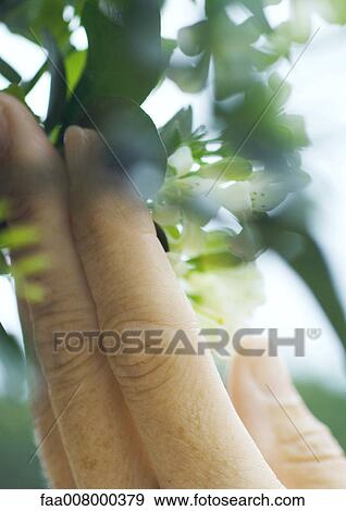 Hand touching flowers on plant, extreme close-up View Large Photo Image Stock Photo - Hand touching flowers on plant, extreme close-up. Fotosearch