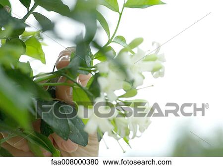 Stock Image - Hand touching jasmine plant. Fotosearch