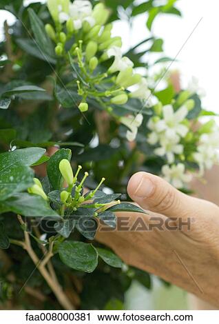 Hand touching jasmine plant View Large Photo Image Stock Image - Hand touching jasmine plant. Fotosearch