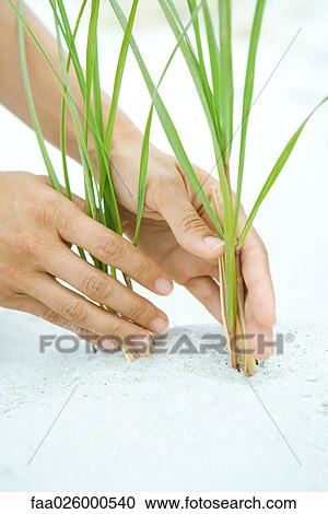 Stock Image - Hands holding dune grass growing in sand, close-up. Fotosearch