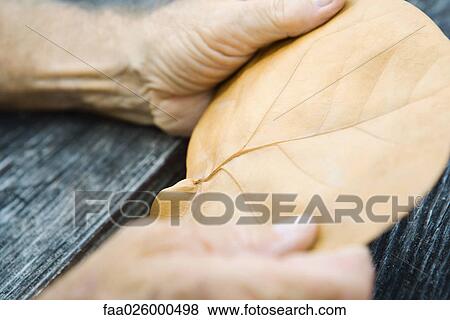 Hands holding leaf, cropped view, extreme close-up View Large Photo Image Stock Photo - Hands holding leaf, cropped view, extreme close-up. Fotosearch