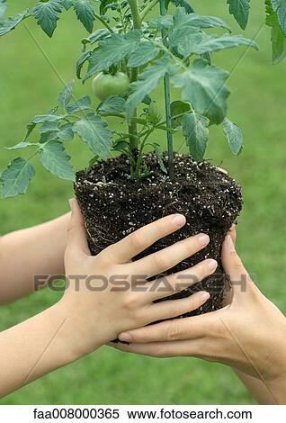 Hands holding unpotted tomato plant View Large Photo Image Stock Photography - Hands holding unpotted tomato plant. Fotosearch