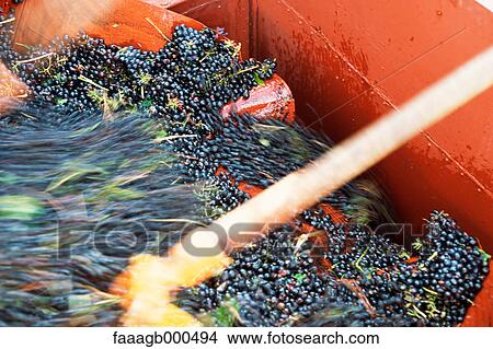 Harvested grapes View Large Photo Image Picture - Harvested grapes. Fotosearch