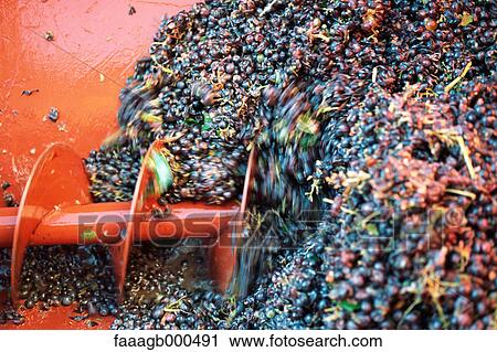 Stock Image - Harvested grapes. Fotosearch