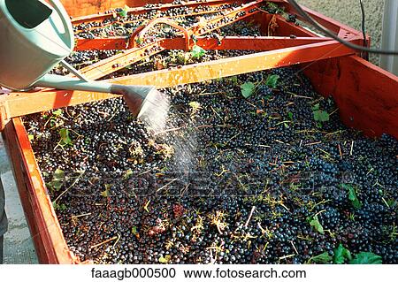 Harvested grapes View Large Photo Image Stock Image - Harvested grapes. Fotosearch