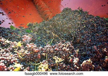 Stock Photograph - Harvested grapes. Fotosearch