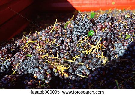 Harvested Syrah grapes View Large Photo Image Stock Photography - Harvested Syrah grapes. Fotosearch