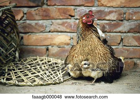Hen and chicks View Large Photo Image Stock Photo - Hen and chicks. Fotosearch