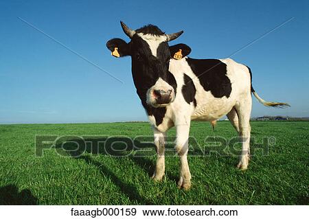Holstein cow urinating in field View Large Photo Image Stock Photo - Holstein cow urinating in field. Fotosearch