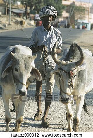 India, Rajasthan, man leading cattle View Large Photo Image Stock Image - India, Rajasthan, man leading cattle. Fotosearch