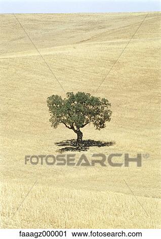 Stock Image - Italy, Sicily, olive tree in field. Fotosearch