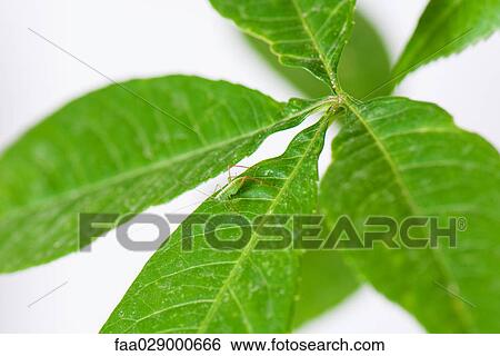 Katydid on green leaf, close-up, high angle view View Large Photo Image Stock Photograph - Katydid on green leaf, close-up, high angle view. Fotosearch