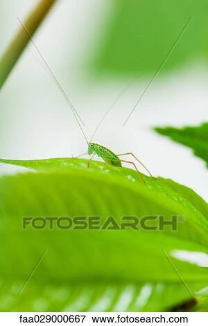 Katydid on green leaf, close-up View Large Photo Image Stock Photo - Katydid on green leaf, close-up. Fotosearch