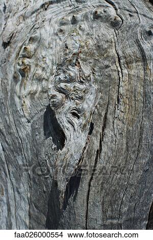 Knot in tree trunk, extreme close-up View Large Photo Image Picture - Knot in tree trunk, extreme close-up. Fotosearch